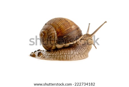 grawling snail isolated on a white background