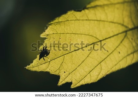 Shadow of a spider hanging on leaf in tropical rainforest. Focused on the shadow of spider