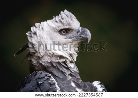 Harpy eagle horizontal profile closeup with dark background