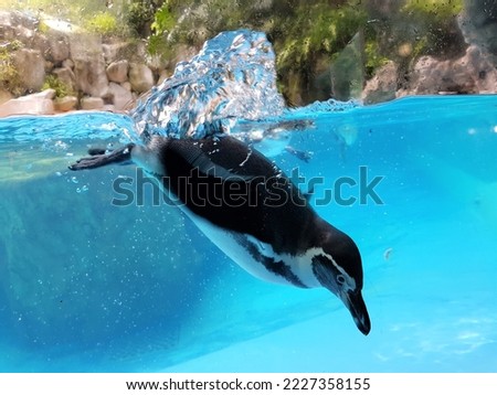 Close up Penguin swimming in blue water seen through the Aquarium glass