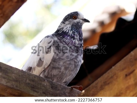 White black Pigeon pictures pigeon beautiful photo