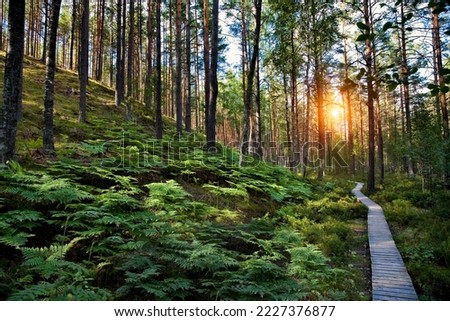 Wooden boardwalk in forest. Trees, green plants on hilly landscape. Pärnu-Ikla recreation area in Estonia. Royalty-Free Stock Photo #2227376877