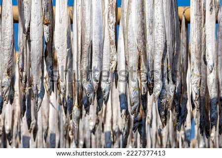 White fish are hanging on a bamboo pole to be sundried in the open against a bright blue sky as a background
