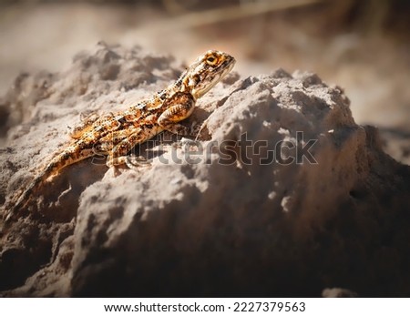 Beautiful ground agama portrait with golden color