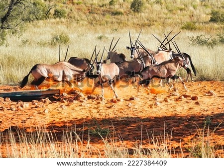 The gemsbok or South African oryx is a large antelope in the genus Oryx. It is native to the extremely dry, arid regions of Southern Africa