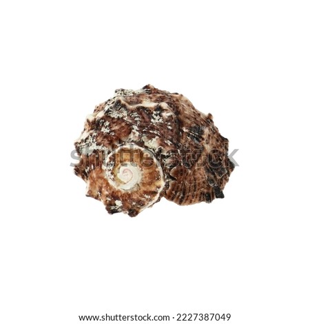 A cutout photo of a spiral shell.