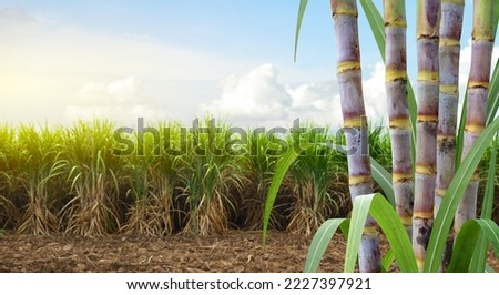  Sugar cane stalks with sugar cane plantation background. Royalty-Free Stock Photo #2227397921
