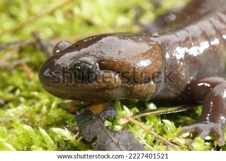 Detailed closeup on a brown Nortwestern mole salamander, Ambystoma gracile sitting n green moss