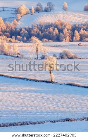 Snowy fields with trees in a rolling landscape
