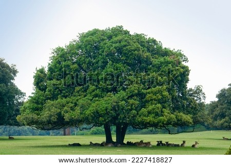 Quercus ilex is an oak idespread in the Mediterranean area Royalty-Free Stock Photo #2227418827