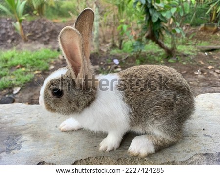 cute little bunny. this is a portrait of a rabbit in Indonesia
