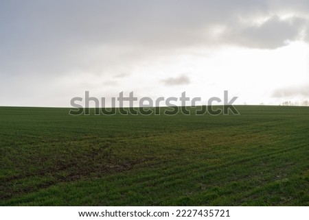 empty field with green grass
