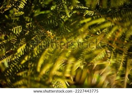 Fern in summer. Green plant in forest. Fern texture. Stems and leaves. Guts of nature.