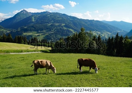 cows grazing in the Austrian Alps of the Schladming-Dachstein region on a sunny spring day (Styria or Steiermark, in Austria)                                Royalty-Free Stock Photo #2227445577