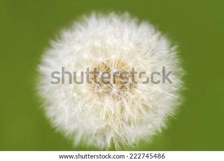Dandelion on pastel green background isolated on green