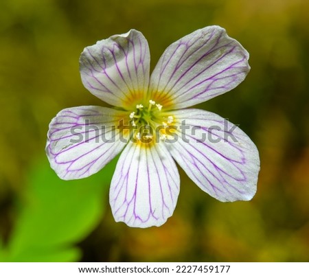 flower of common wood sorrel (Oxalis acetosella) Royalty-Free Stock Photo #2227459177