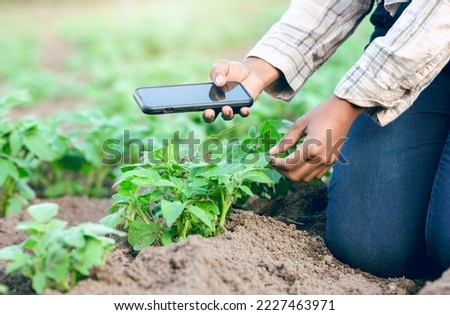 Photo, agriculture and farmer farming with phone for digital innovation in sustainability on a farm. Picture, ecology and eco friendly person with mobile app to check for growth of plants on a field