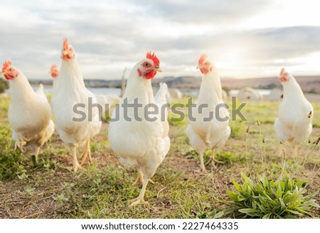 Agriculture, sustainability and food with chicken on farm for organic, poultry and livestock farming. Hen, rooster and animals with free range bird in countryside field for spring, eggs and protein Royalty-Free Stock Photo #2227464335