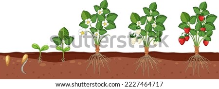 Set of strawberry plant growing isolated illustration