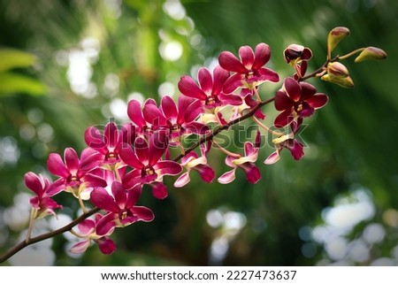Blooming purple orchid flowers with green blurred background