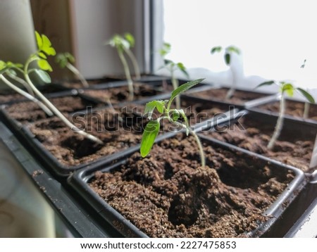 Macro shot of green tomato plant seedlings growing in a pot on the window sill in bright sunlight. Vegetable seedling in pot. Indoor gardening and germinating seedlings Royalty-Free Stock Photo #2227475853