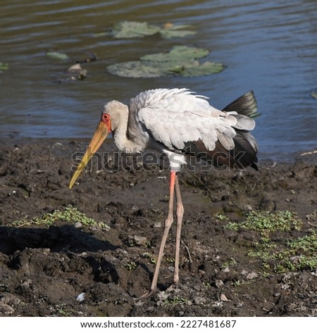 Yellow-billed Stork (or Nimmersat) foraging along lake shore