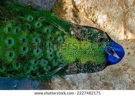 The green peacock is the beautiful bird 