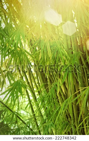 bamboo leaves background