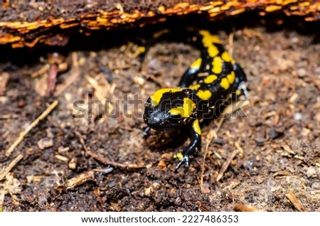 The fire salamander (Salamandra salamandra) is a common species of salamander found in Europe. 