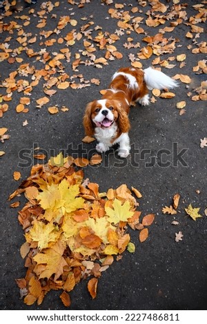 Cavalier King Charles Spaniel looks up among autumn leaves. Autumn walk with the dog. Autumn atmosphere in the park