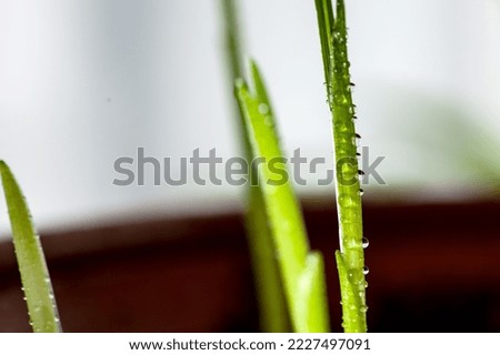 The seedlings of lilies raised at home are covered with water drops