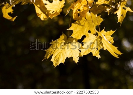 maple castings glowing in the rays of the setting sun passing through them, taken at close range in autumn in the park	