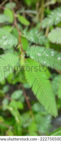 defocused or blurred abstract background with beautiful green leaves