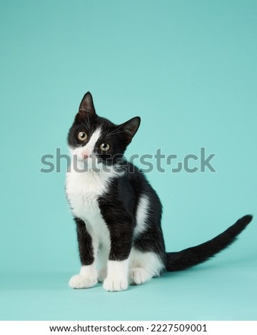 black and white kitten on a mint background. young cute cat in the studio Royalty-Free Stock Photo #2227509001