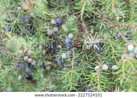 Juniperus communis, the common juniper, evergreen, branch and fruit Royalty-Free Stock Photo #2227524101