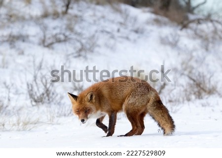 Red Fox Standing in A Winter Background in A National Park