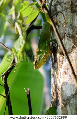 a chameleon crawling on a tree trunk
