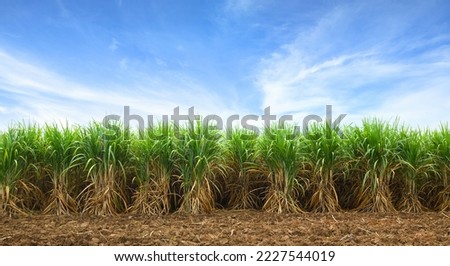 Sugar cane plantation with blue sky background. Royalty-Free Stock Photo #2227544019