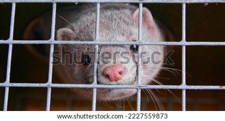 Fur farm. A gray mink in a cage looks through the bars. Royalty-Free Stock Photo #2227559873