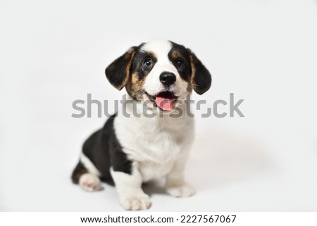 
cute welsh corgi cardigan puppy posing and smiling Royalty-Free Stock Photo #2227567067