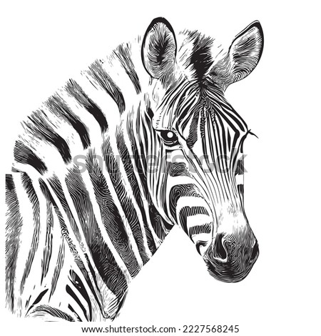 Zebra portrait sketch hand drawn engraving style Vector illustration