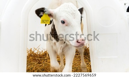 Holstein calf with ear tag close-up. A newborn calf peeks out from its individual home on a livestock farm. Raising animals in special plastic calf housing. Calf rearing on a diary farm. Royalty-Free Stock Photo #2227569659