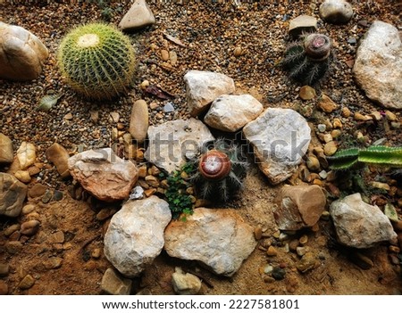 Cactus and stone on the sand.