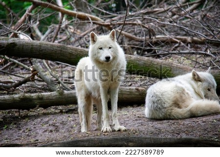 Arctic wolves. Canis lupus arctos.