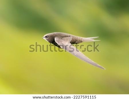 Common swift in flight over grass Royalty-Free Stock Photo #2227591115