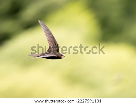 Common swift in flight over grass Royalty-Free Stock Photo #2227591131