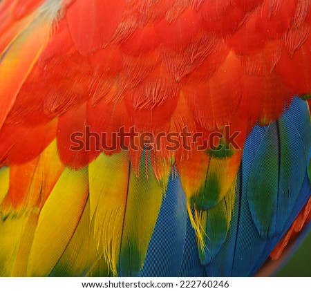 Seamless pattern made from colorful Scarlet Macaw feathers. texture background