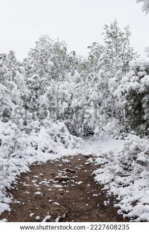snowy natural landscape snow outdoor forest cold cloudy wallpaper