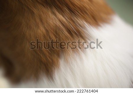 Abstract blurry brown white hair.