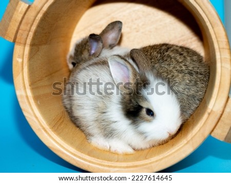 Rabbit baby animal wildlife pet group wooden pretty beautiful nature small funny enjoy cute symbol decoration bunny easter chinese new year 2023 zodiac asia culture 2023 festival celebration party 